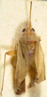 Orthotylus indigoferae, AMNH PBI00085438