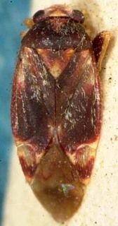 Orthotylus kassandra, AMNH PBI00085441