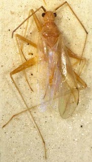 Parachius luteolus, AMNH PBI00085444