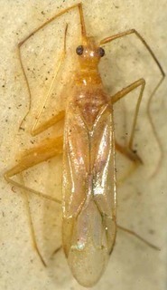 Parachius luteolus, AMNH PBI00085445