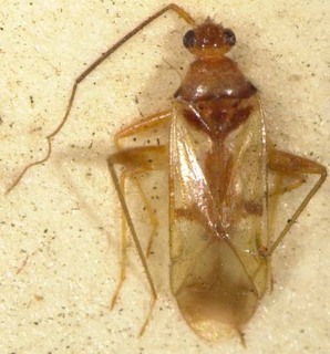 Paraproba fasciata, AMNH PBI00085453