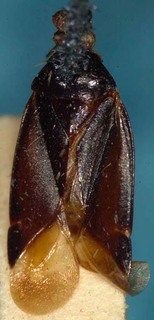 Pseudoclerada morai, AMNH PBI00085451