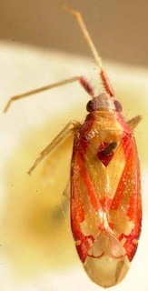 Pseudoloxops imperatorius, AMNH PBI00085455