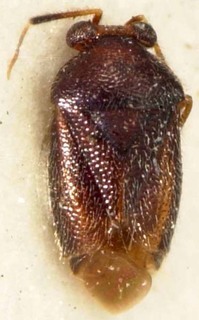 Pseudoneoborus samoanus, AMNH PBI00085458