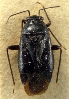 Slaterocoris punctatus, AMNH PBI00085372