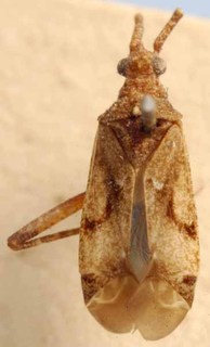Acrorrhinium pusae, AMNH PBI00085556
