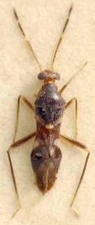 Auricillocoris coonoor, AMNH PBI00085510