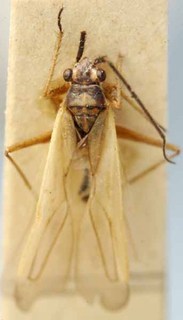 Dimorphocoris lividipennis, AMNH PBI00085502