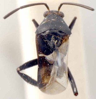 Gampsodema spissata, AMNH PBI00085564