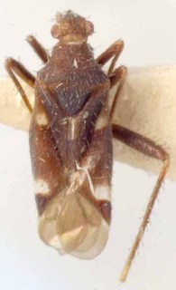 Hallodapus maculatus, AMNH PBI00085547