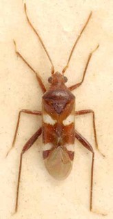 Hallodapus maculatus, AMNH PBI00085548