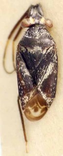 Lasiolabops irianicus, AMNH PBI00085512