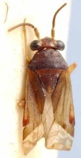 Lasiolabops kokoda, AMNH PBI00085513