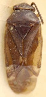 Moissonia nigricornis, AMNH PBI00085572