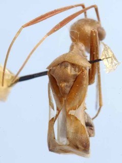 Myombea bathycephala, AMNH PBI00085554
