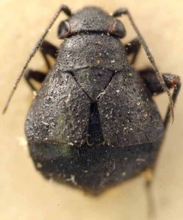 Orthocephalus tristis, AMNH PBI00085498
