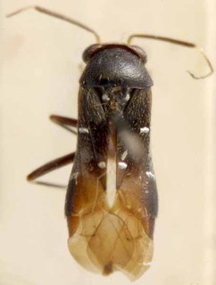 Pilophorus pilosus, AMNH PBI00085506