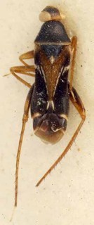 Pilophorus samoanus, AMNH PBI00085508