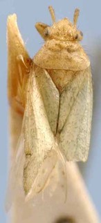 Plagiotylus maculatus, AMNH PBI00085491