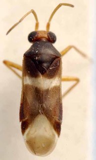 Pongocoris vittatus, AMNH PBI00085551