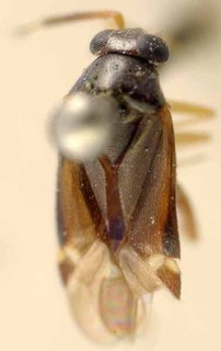 Sejanus priscillianus, AMNH PBI00085517