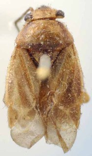 Strongylocoris obscurus, AMNH PBI00085495