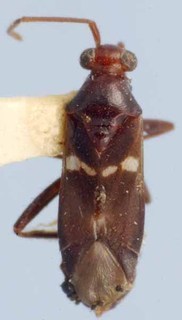 Systellonotopsis pandus, AMNH PBI00085538