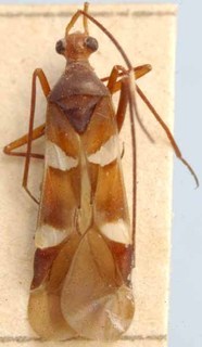 Systellonotus championi, AMNH PBI00085540