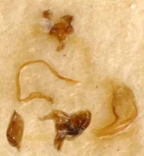 Systellonotus usaifirae, AMNH PBI00085539