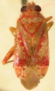 Thermus adumbratus, AMNH PBI00085461