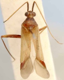 Trichophorella rubella, AMNH PBI00085542