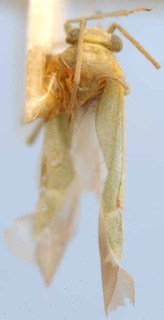 Tuponia platycranoides, AMNH PBI00085566