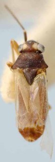 Tytthus chinensis, AMNH PBI00085518