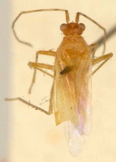 Zanchius annulatus, AMNH PBI00085463