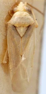 Amblytylus tarsalis, AMNH PBI00085632