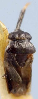 Campylomma agalegae, AMNH PBI00085631
