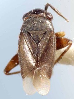 Chlamydatus pachycerus, AMNH PBI00085674