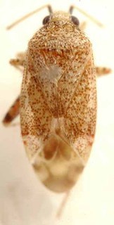 Compsidolon russatum, AMNH PBI00085596