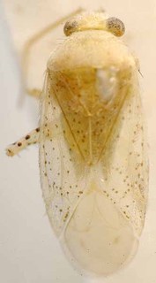 Moissonia cacuminis, AMNH PBI00085598