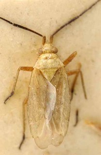 Oncotylus nigricornis, AMNH PBI00085619