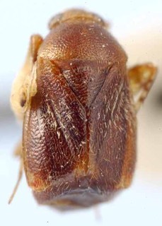 Psallus samoanus, AMNH PBI00085597