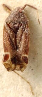 Ranzovius crinitus, AMNH PBI00085586