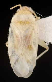 Wallabicoris newcastelii, AMNH PBI00087106