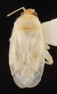 Wallabicoris newcastelii, AMNH PBI00087107