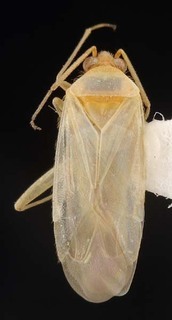 Wallabicoris pinocchii, AMNH PBI00087104