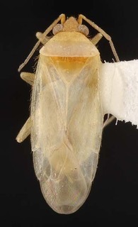 Wallabicoris pinocchii, AMNH PBI00087105