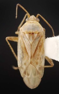 Wallabicoris pityrodii, AMNH PBI00087119
