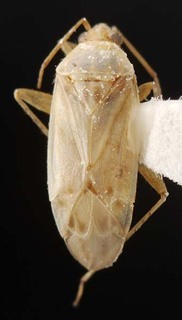 Wallabicoris pityrodii, AMNH PBI00087120