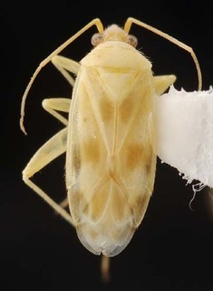 Wallabicoris rutidosi, AMNH PBI00087122