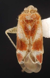 Wallabicoris trymalii, AMNH PBI00087117